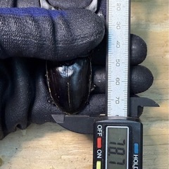 [国産オオクワガタNO:191]YG871系統  78ミリペアー   の画像