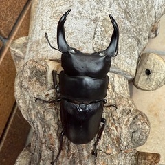 [国産オオクワガタNO:191]YG871系統  78ミリペアー   の画像