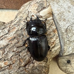 [国産オオクワガタNO:191]YG871系統  78ミリペアー   の画像