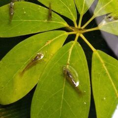 ◇ミナミヌマエビ10匹＋aお譲りします◇◆No.166の画像