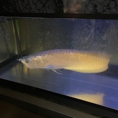 大特価
大型水槽フルセット生体全て の画像