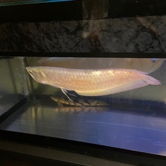 大特価
大型水槽フルセット生体全て の画像