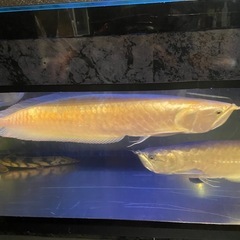 大特価
大型水槽フルセット生体全て の画像