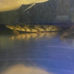 大特価
大型水槽フルセット生体全て の画像