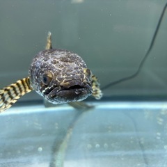 引き取り限定　バイオレットスネークヘッドの画像