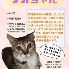 日向市🐾キジ白の女の子