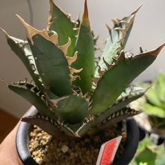 アガベ　レッドキャットウィーズルの画像