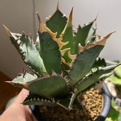 アガベ　レッドキャットウィーズルの画像