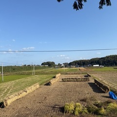 令和7年産新米10kgの画像