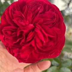 バラ　DARCEY大苗　の画像