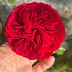 バラ　DARCEY大苗　の画像