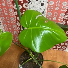 モンステラ 中型の画像