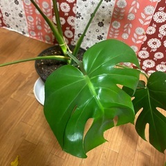 モンステラ 中型の画像