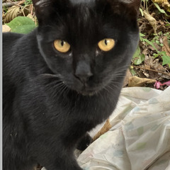 生後８か月の黒猫。甘えん坊で鳴かない、温厚、怒らない、大人しい。