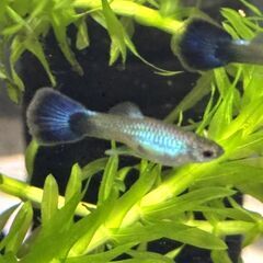 第４弾【訳あり】グッピー「ラズリー・ブルーテール」（熱帯魚；ブリード個体）１匹300円（税込）の画像