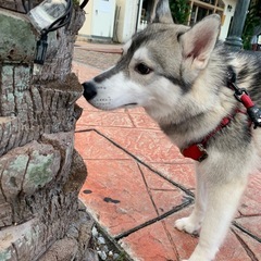 シベリアンハスキー　里親募集