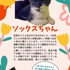 日向市🐾黒白の女の子