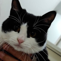 生後7ヶ月　可愛い人懐こい女の子❣️