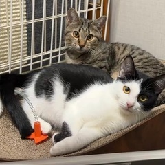 【動画あり】留守番可能！生後4ヶ月甘えん坊な正統派美人姉妹(初期...