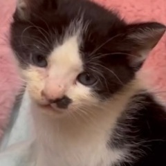 一カ月弱の三兄妹です。