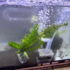 水草、マツモ、アナカリス、ソイル袋セット、の画像