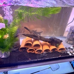 水草、マツモ、アナカリス、ソイル袋セット、の画像