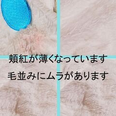 シナモンロール　超BIGぬいぐるみ　 ～ねそべり～　くったり柔らか　約50㎝　アミューズメント景品の画像