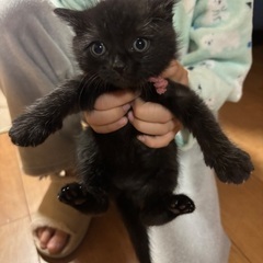 真っ黒なメス ピンクちゃん