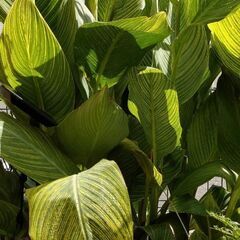 カンナ 2種類の画像