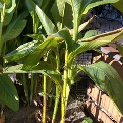 カンナ 2種類の画像