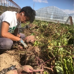 さつまいも収穫体験の画像