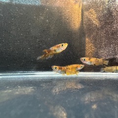 「美虎」メダカ 5匹セットの画像