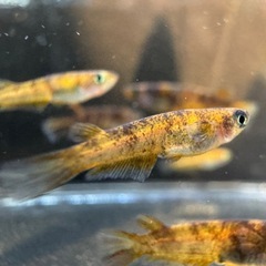 「美虎」メダカ 5匹セットの画像