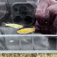 「サンシャイン」メダカ5匹セットの画像