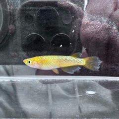 「サンシャイン」メダカ5匹セットの画像