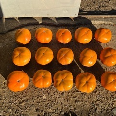 次郎柿15個(甘くて美味しです)おまけあり✨✨の画像