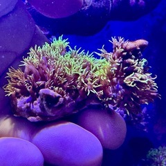 スターポリプ　フラグ品の画像