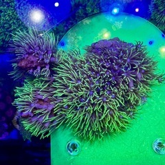 スターポリプ　フラグ品の画像