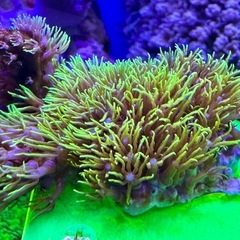 スターポリプ　フラグ品の画像