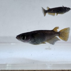 「イエローテール」メダカ 10匹セットの画像