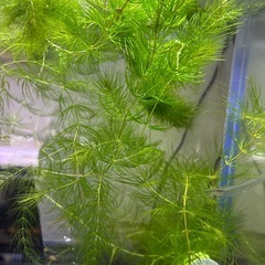 水草、マツモ、アナカリス、ソイル袋セット、の画像