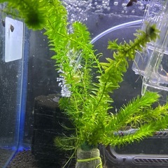 水草、マツモ、アナカリス、ソイル袋セット、の画像