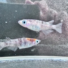 「三色ラメ強墨」メダカ5匹セットの画像