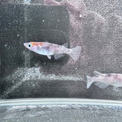 「三色ラメ強墨」メダカ5匹セットの画像