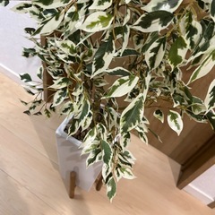 フェイクグリーンの観葉植物
の画像