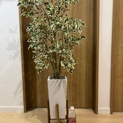 フェイクグリーンの観葉植物
の画像