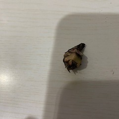 観葉植物　アロカシア　ニンジャ　芋の画像