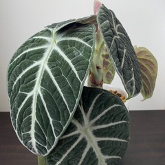 観葉植物　アロカシア　ニンジャ　芋の画像