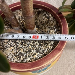 ★引き取り限定★金のなる木②斑入りの画像