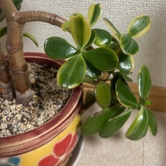 ★引き取り限定★金のなる木②斑入りの画像